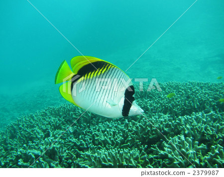 False fly butterfly 2379987