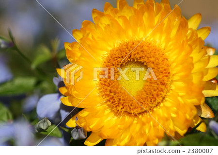 Wormwhealing (yellow and sideways) 2380007