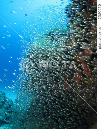 Keyhole的豚鼠模 Keyhole的豚鼠模 2380030