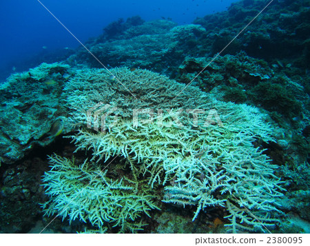 Coral whitening 2380095