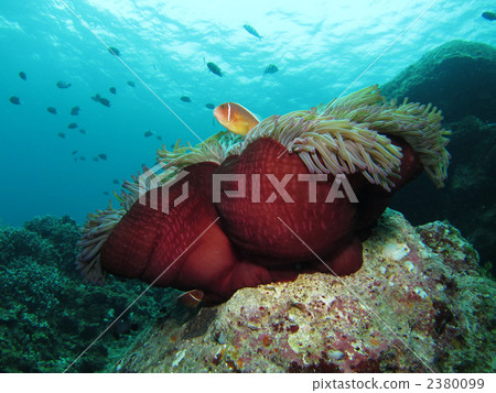 Hanabira Anemone fish 2380099