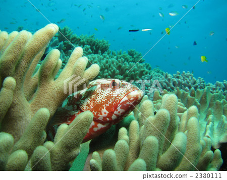 Nijihata Nijihata 2380111