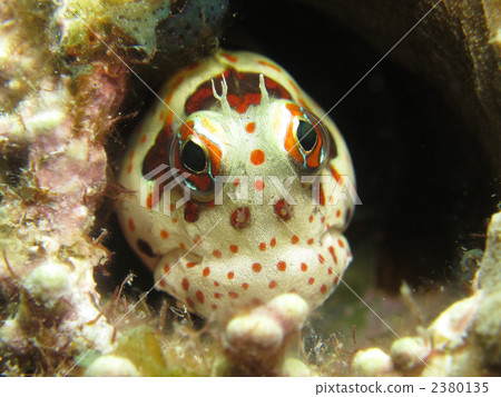 Montuki蛙魚 Montuki蛙魚 2380135