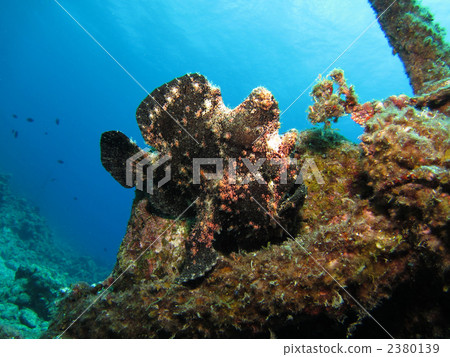 Flying frog Flying frog 2380139