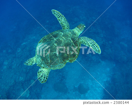 Green turtle Green turtle 2380144
