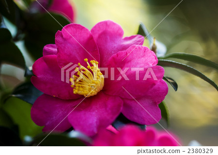 Pink mountain tea flowers 2380329