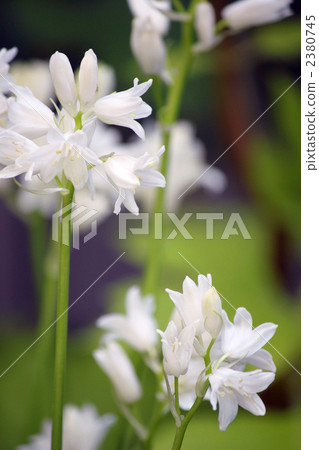 席勒·坎帕尼奧拉·阿魯巴 2380745