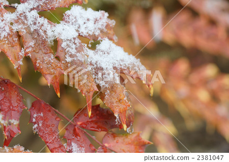 Autumn leaves of sunny Hollyguinanten 2381047