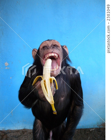 陸生動物 黑猩猩 香蕉 2381049