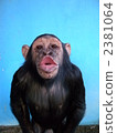 陸生動物 黑猩猩 柱 2381064