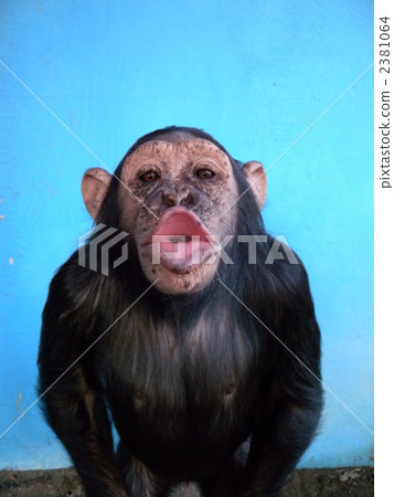 陸生動物 黑猩猩 柱 2381064