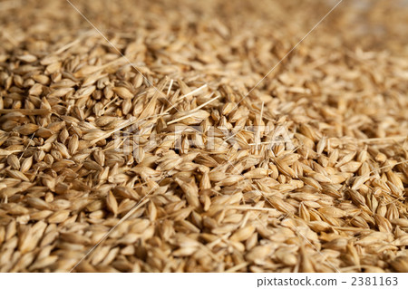 Row barley barley 2381163