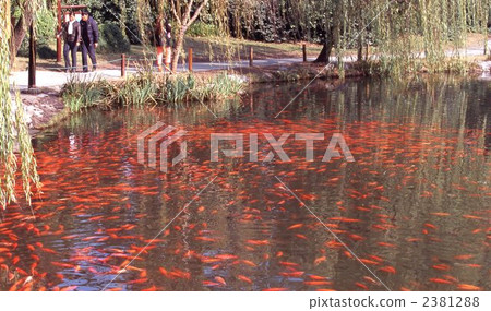 Hangzhou goldfish Hangzhou goldfish 2381288