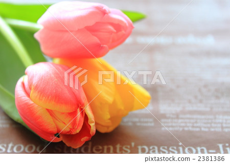 Tulips and English Papers 2381386
