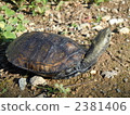 日本擬水龜 烏龜 爬行動物 2381406