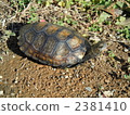 日本擬水龜 烏龜 爬行動物 2381410