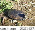 日本擬水龜 烏龜 爬行動物 2381427