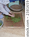Grandma that dries the harvested tea leaves 2381659