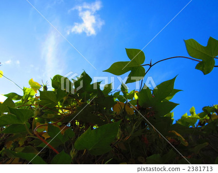 Blue sky Blue sky 2381713