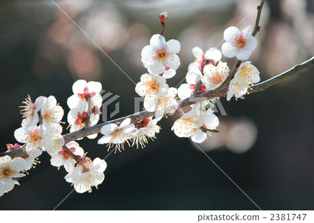 梅花 2381747