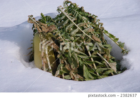 Daikon超越冬天 2382637