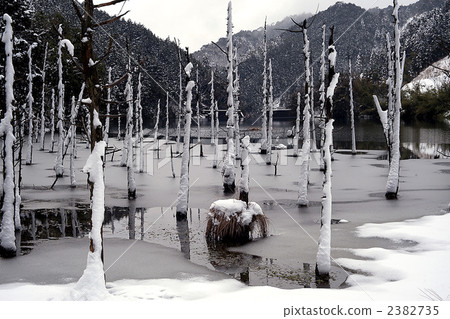 死的樹多雪的風景 2382735