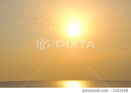 Sunset sky and cormorant formation flight Sunset sky and cormorant formation flight 2383109