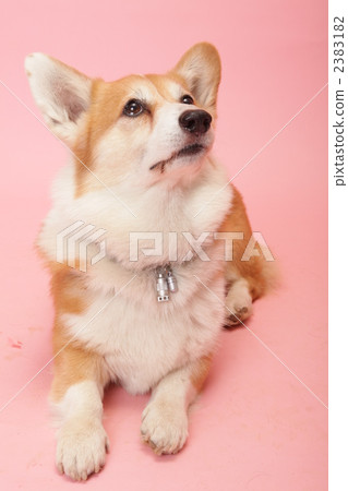 dog, dogs, animal 2383182