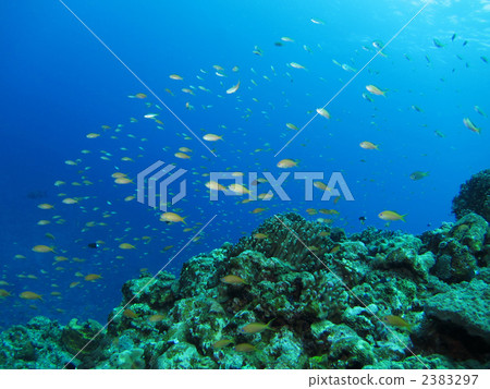 Spinach Spinach 2383297