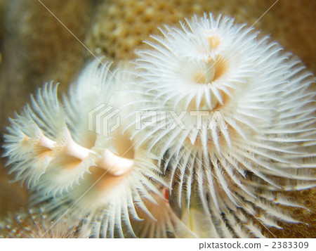 大旋鰓蟲 大旋鰓蟲 2383309