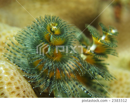 大旋鰓蟲 大旋鰓蟲 2383312