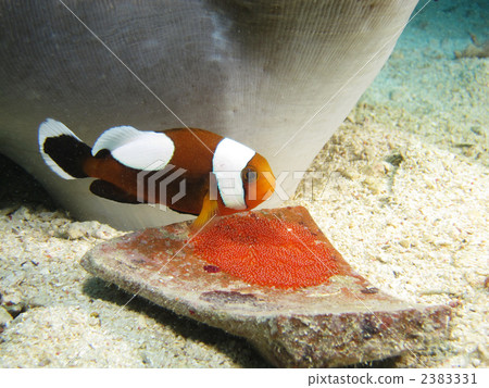 Touaka Anemonefish Touaka Anemonefish 2383331