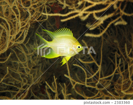 Yamabuki麻雀 2383360