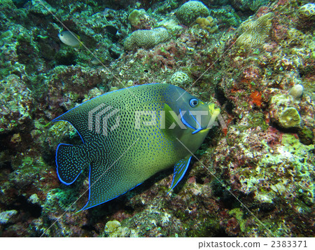 Sasanami Yakko Sasanami Yakko 2383371