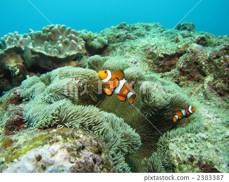 Clown anemonefish 2383387