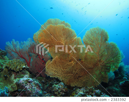 Underwater landscape 2383392