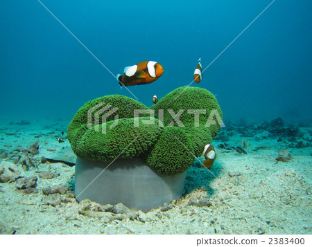 Touaka Anemonefish Touaka Anemonefish 2383400