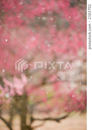 雪飛行在李子背景中 雪飛行在李子背景中 2383702