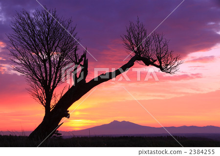 Tree shadow 2384255