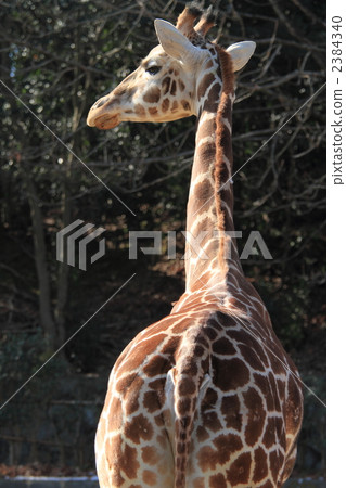 reticulated giraffe, giraffa, giraffe 2384340