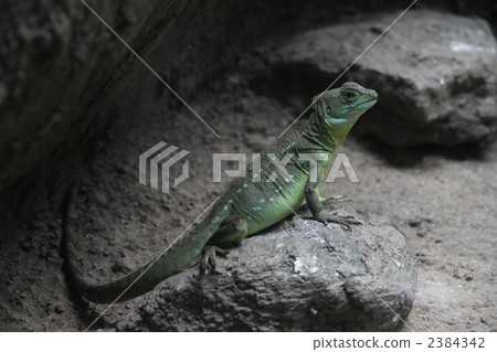 Green basilisk Green basilisk 2384342