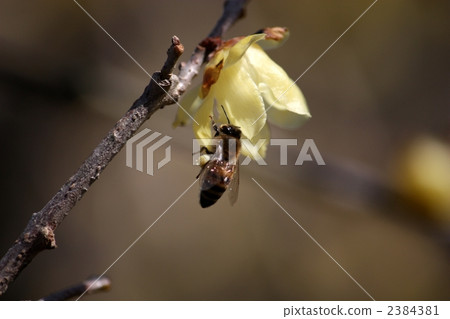 Plum blossoms and bees Plum blossoms and bees 2384381