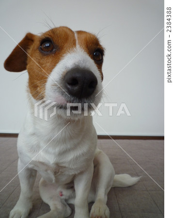 毛孩 狗 狗狗 2384388