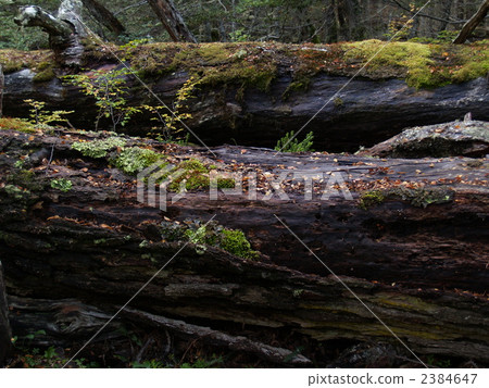 Fallen tree Fallen tree 2384647