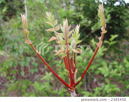 五倍柴 植物 植物學 2385450