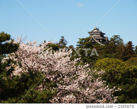 Matsue castle on cherry blossoms 2385678
