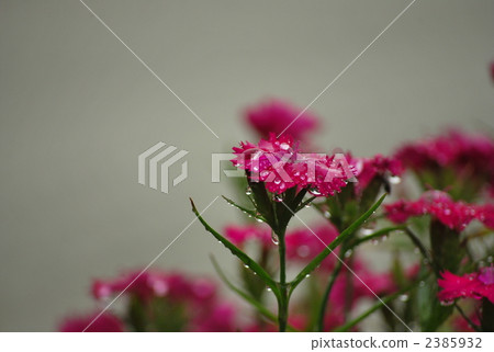 dianthus, bloom, blossom 2385932