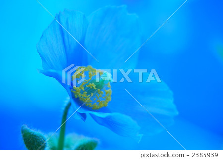 喜馬拉雅藍罌粟 罌粟花 花朵 2385939