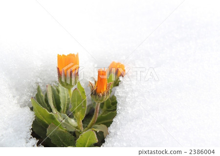 冬天在雪中看不見 2386004