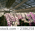 果園蘭花農場溫室 2386258